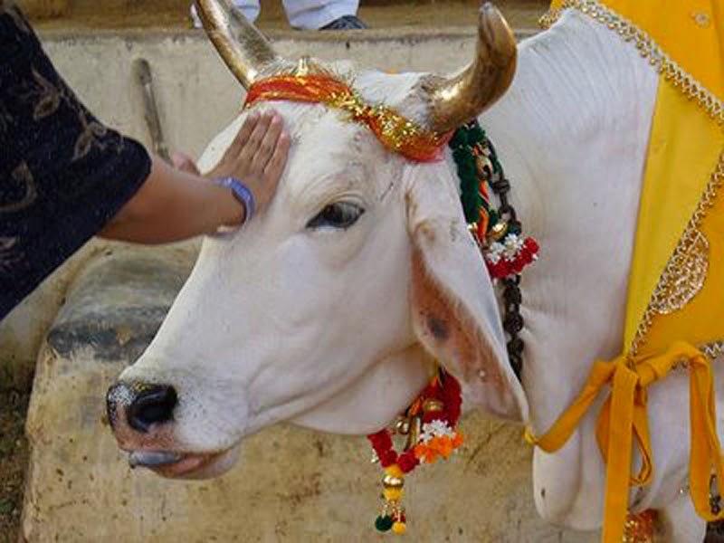 Muçulmano suspeito de matar uma vaca é linchado na Índia – Via ...
